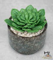 FSL Echeveria Succulent