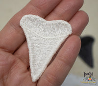 FSL Shark Teeth