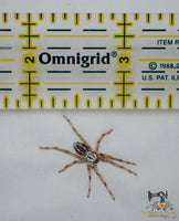 Wolf Spider