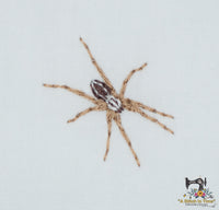 Wolf Spider
