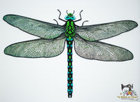 FSL & Mylar Giant Dragonfly - 5x7 hoop