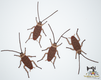 FSL Cockroach