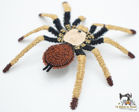 FSL Arizona Blonde Tarantula
