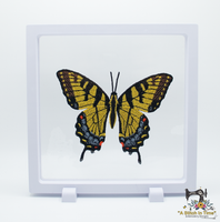 FSL Eastern Tiger Swallowtail Butterfly