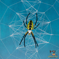 FSL Yellow Garden Spider