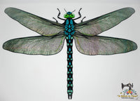 FSL & Mylar Giant Dragonfly - 9.5x14 hoop