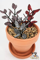 FSL Nerve Plant