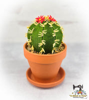 FSL Barrel Cactus