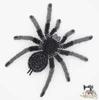 FSL Brazilian Black Tarantula