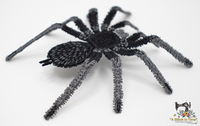 FSL Brazilian Black Tarantula