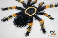 Fringe Red Knee Tarantula