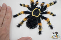 Fringe Red Knee Tarantula