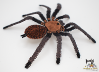 FSL Texas Brown Tarantula