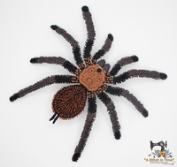 FSL Texas Brown Tarantula