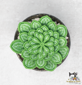 FSL Echeveria Succulent