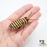 FSL Halloween Hissing Cockroach
