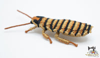 FSL Halloween Hissing Cockroach