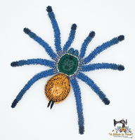 FSL Green Bottle Blue Tarantula