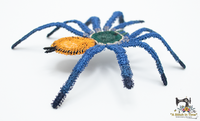 FSL Green Bottle Blue Tarantula