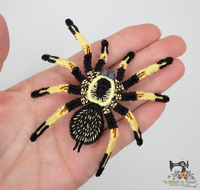 FSL Mexican Orange Beauty Tarantula Set