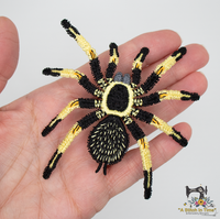 FSL Mexican Orange Beauty Tarantula Set