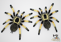 FSL Mexican Orange Beauty Tarantula Set