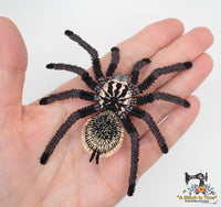 FSL Colombian Lesser Black Tarantula