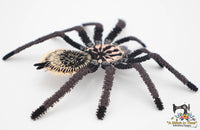 FSL Colombian Lesser Black Tarantula