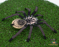 FSL Colombian Lesser Black Tarantula