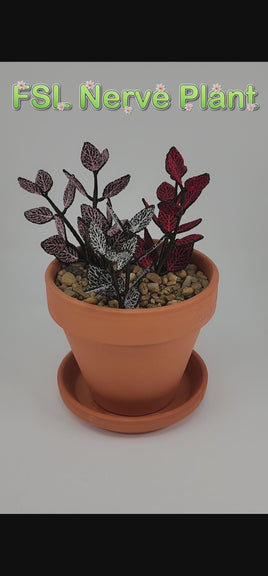FSL Nerve Plant