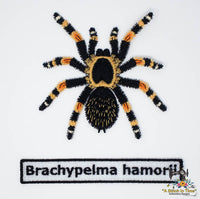 FSL Red Knee Tarantula