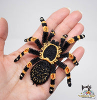 FSL Red Knee Tarantula
