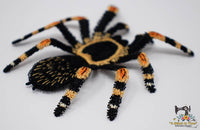 FSL Red Knee Tarantula