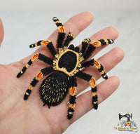 FSL Red Knee Tarantula