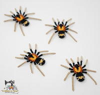 FSL Trinidad Dwarf Tarantula  &  FSL Earrings