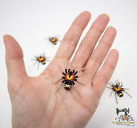 FSL Trinidad Dwarf Tarantula  &  FSL Earrings