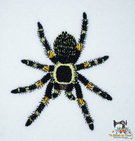 Red Knee Tarantula