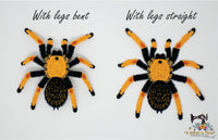 FSL Fire Leg Tarantula