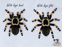 FSL Red Knee Tarantula